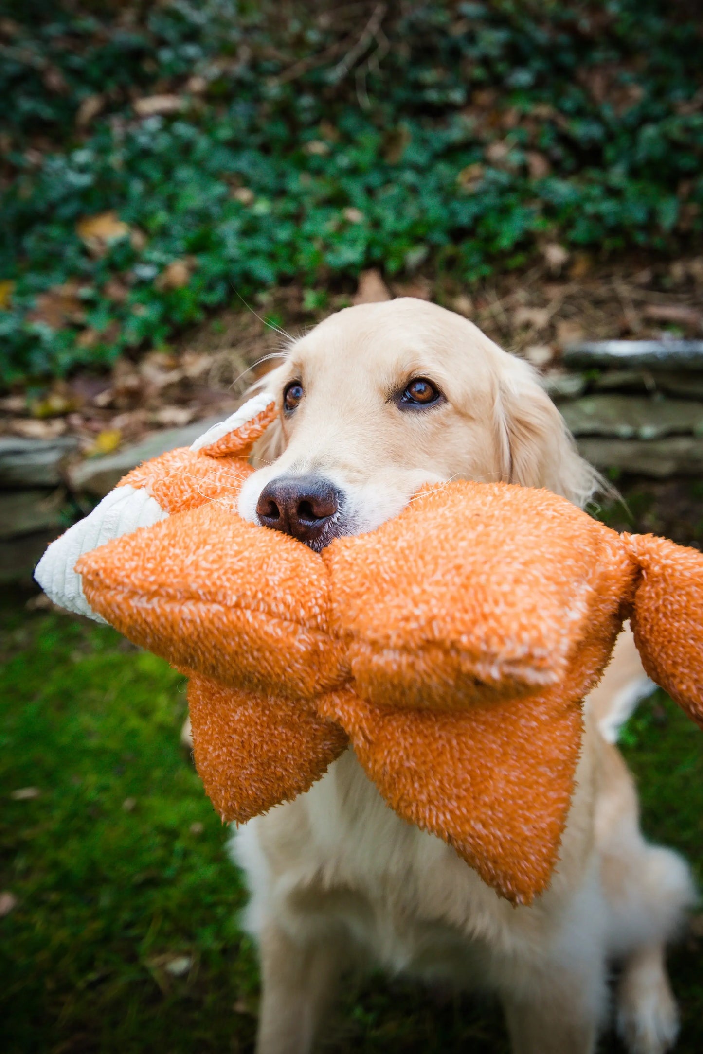 Squooshie™ Fox Plush Dog Toy - HuggleHounds - Flyclothing LLC