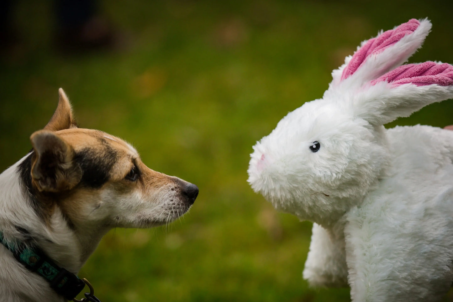 Squooshie™ Bunny Plush Dog Toy - HuggleHounds - Flyclothing LLC