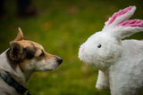 Squooshie™ Bunny Plush Dog Toy - HuggleHounds - Flyclothing LLC