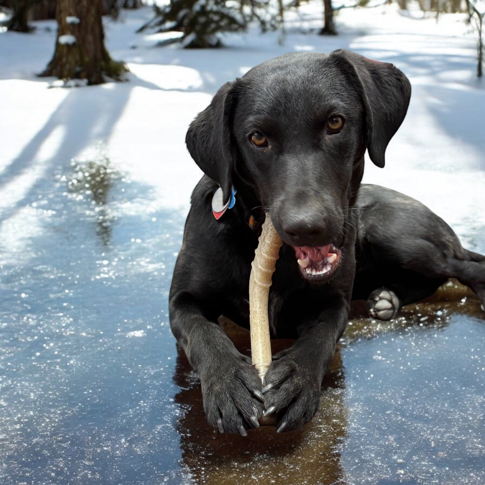 Hockey Stick Nylon Dog Chew Toy - Ultra-Durable for Aggressive Chewers USA - SodaPup/True Dogs, LLC - Flyclothing LLC