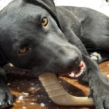 Hockey Stick Nylon Dog Chew Toy - Ultra-Durable for Aggressive Chewers USA - SodaPup/True Dogs, LLC - Flyclothing LLC