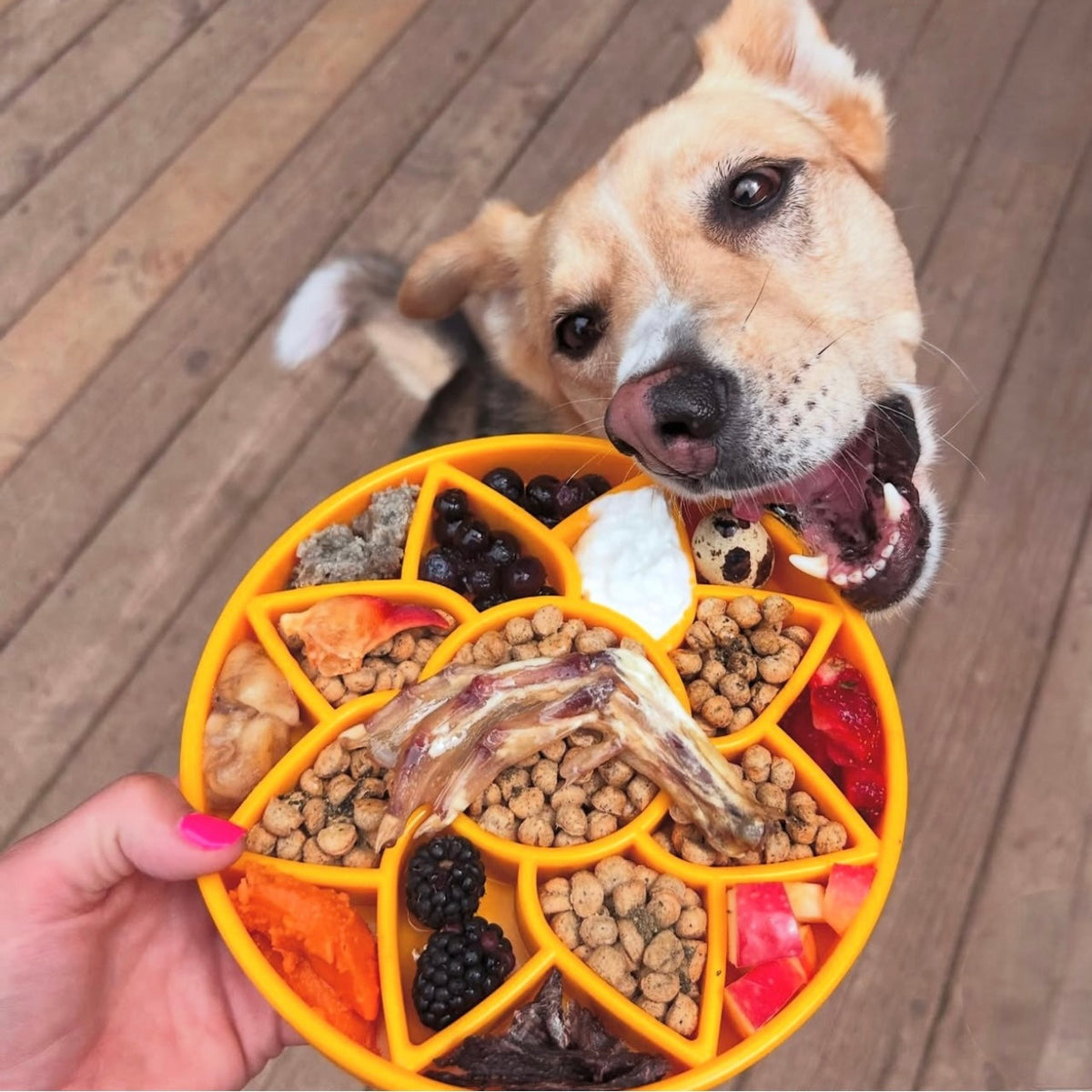 Sunflower eTray Shallow Slow Feeder Dog Bowl for Enrichment | USA Made - SodaPup/True Dogs, LLC - Flyclothing LLC