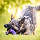 Fish Bone Nylon Dog Toy for Aggressive Chewers | USA Made | SodaPup - SodaPup/True Dogs, LLC - Flyclothing LLC