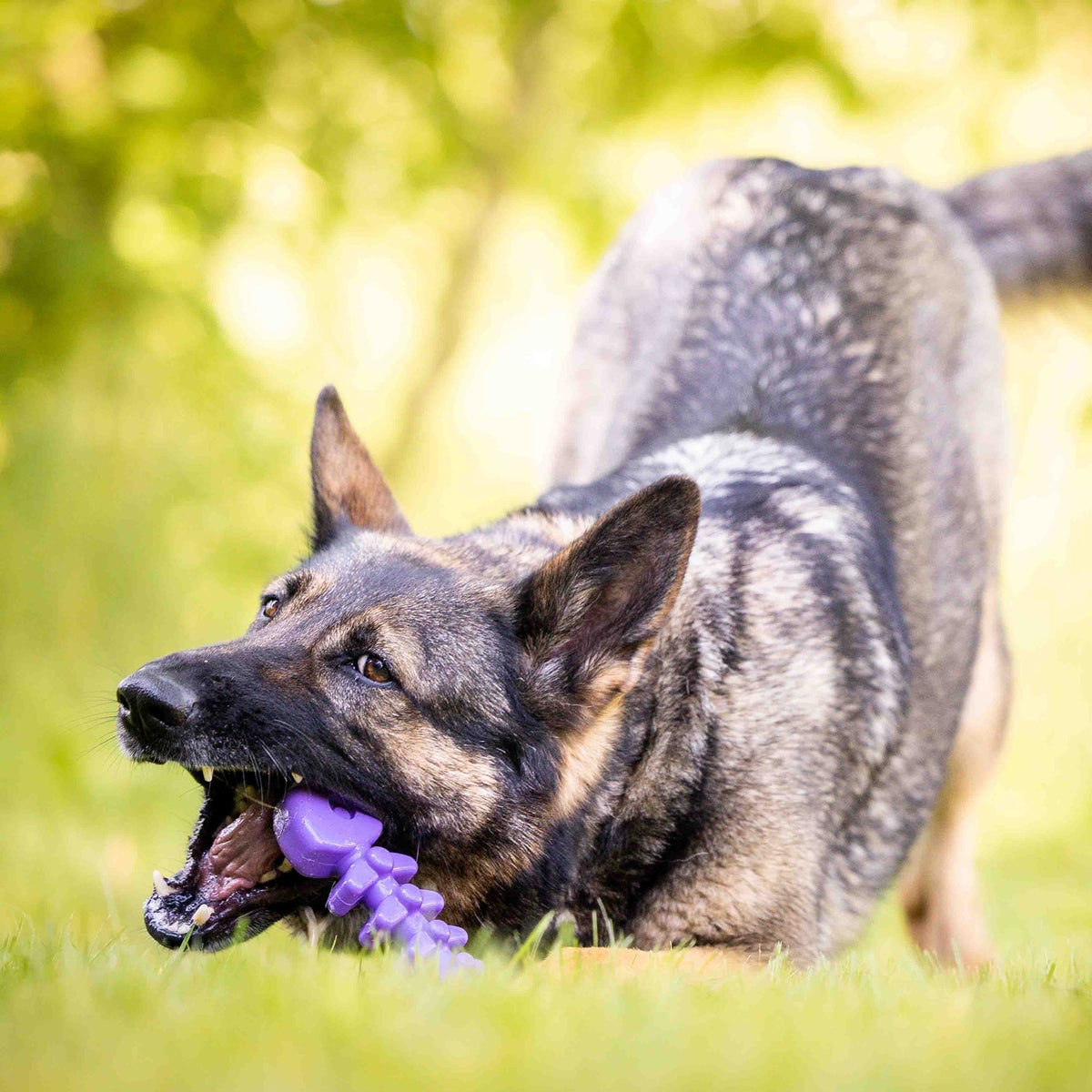 Fish Bone Nylon Dog Toy for Aggressive Chewers | USA Made | SodaPup - SodaPup/True Dogs, LLC - Flyclothing LLC