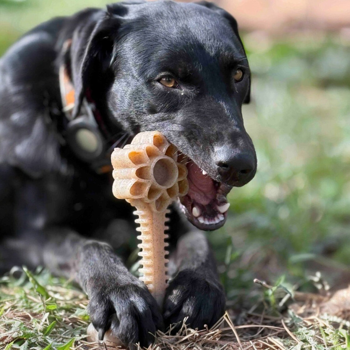 Honey Bone Dental Flower Tower - Durable Nylon Dog Chew Toy XL | USA - SodaPup/True Dogs, LLC - Flyclothing LLC
