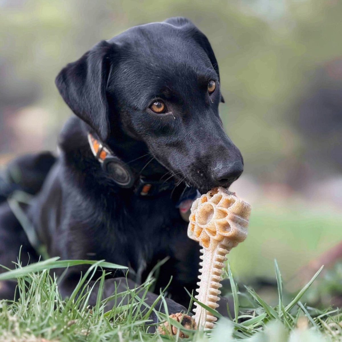 Honey Bone Dental Flower Tower - Durable Nylon Dog Chew Toy XL | USA - SodaPup/True Dogs, LLC - Flyclothing LLC