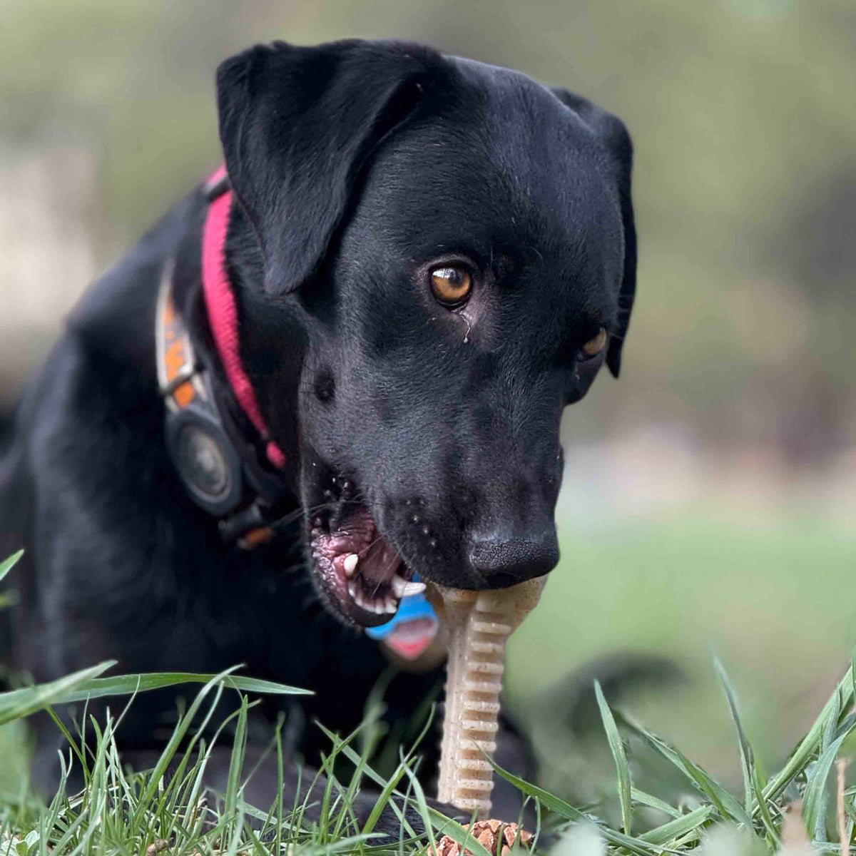 Honey Bone Dental Flower Tower - Durable Nylon Dog Chew Toy XL | USA - SodaPup/True Dogs, LLC - Flyclothing LLC