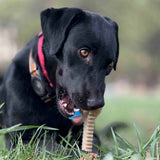Honey Bone Dental Flower Tower - Durable Nylon Dog Chew Toy XL | USA - SodaPup/True Dogs, LLC - Flyclothing LLC