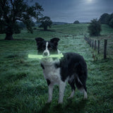 Durable Nylon Glow in the Dark Chew Stick for Power Chewers | USA Made | SodaPup - SodaPup/True Dogs, LLC - Flyclothing LLC