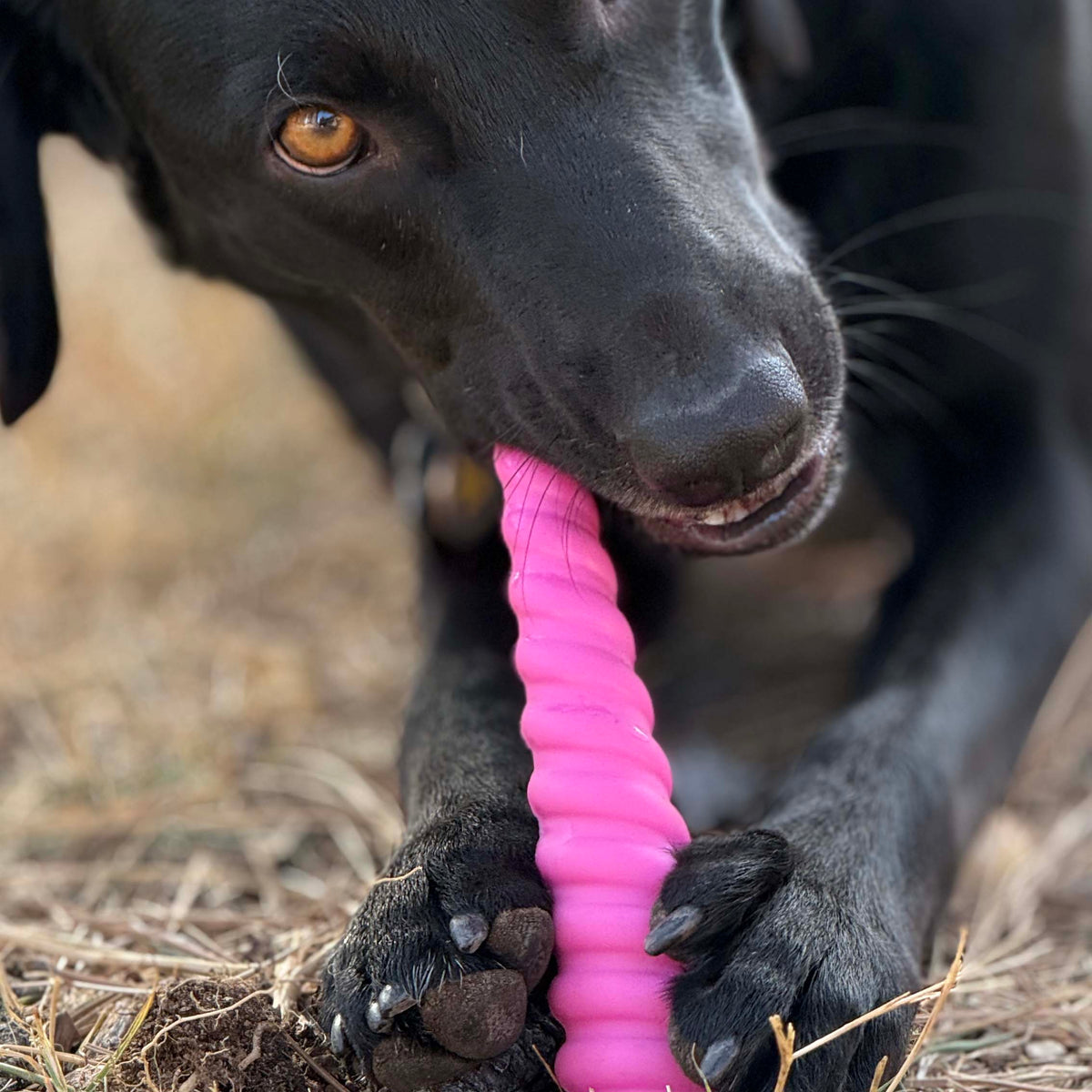 Princess Pack 2-Pack Dog Toy | Pink Glitter Ball + Unicorn Horn Chew Toy | USA Made - SodaPup/True Dogs, LLC - Flyclothing LLC