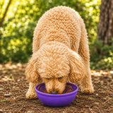 Garden of Eatin' Tipsy Bowl - Wobble Lick Mat for Dogs & Cats | USA Made - SodaPup/True Dogs, LLC - Flyclothing LLC