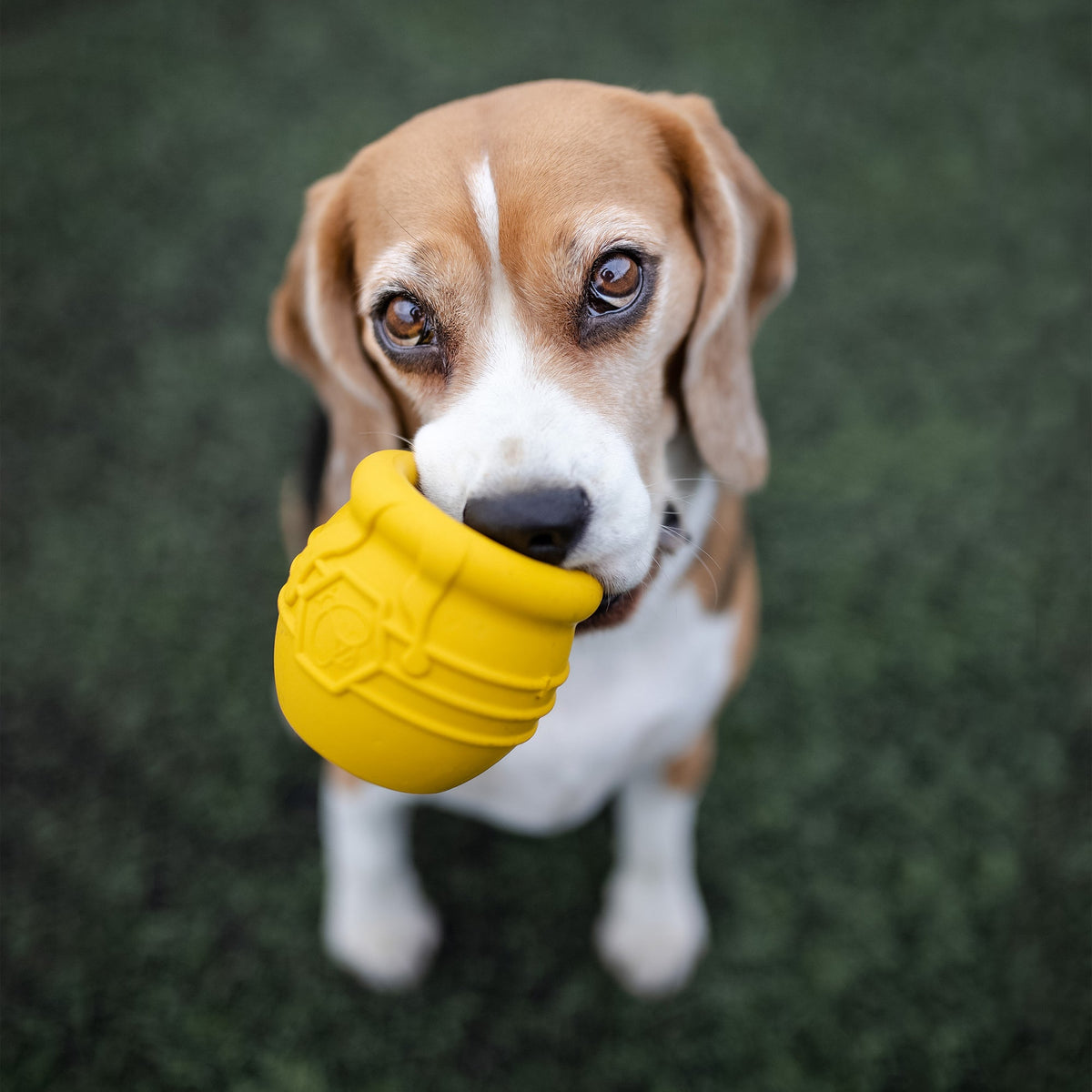 Honey Pot Dog eCup Treat Dispenser | Durable PUP-X Rubber Enrichment Toy | USA Made - SodaPup/True Dogs, LLC - Flyclothing LLC