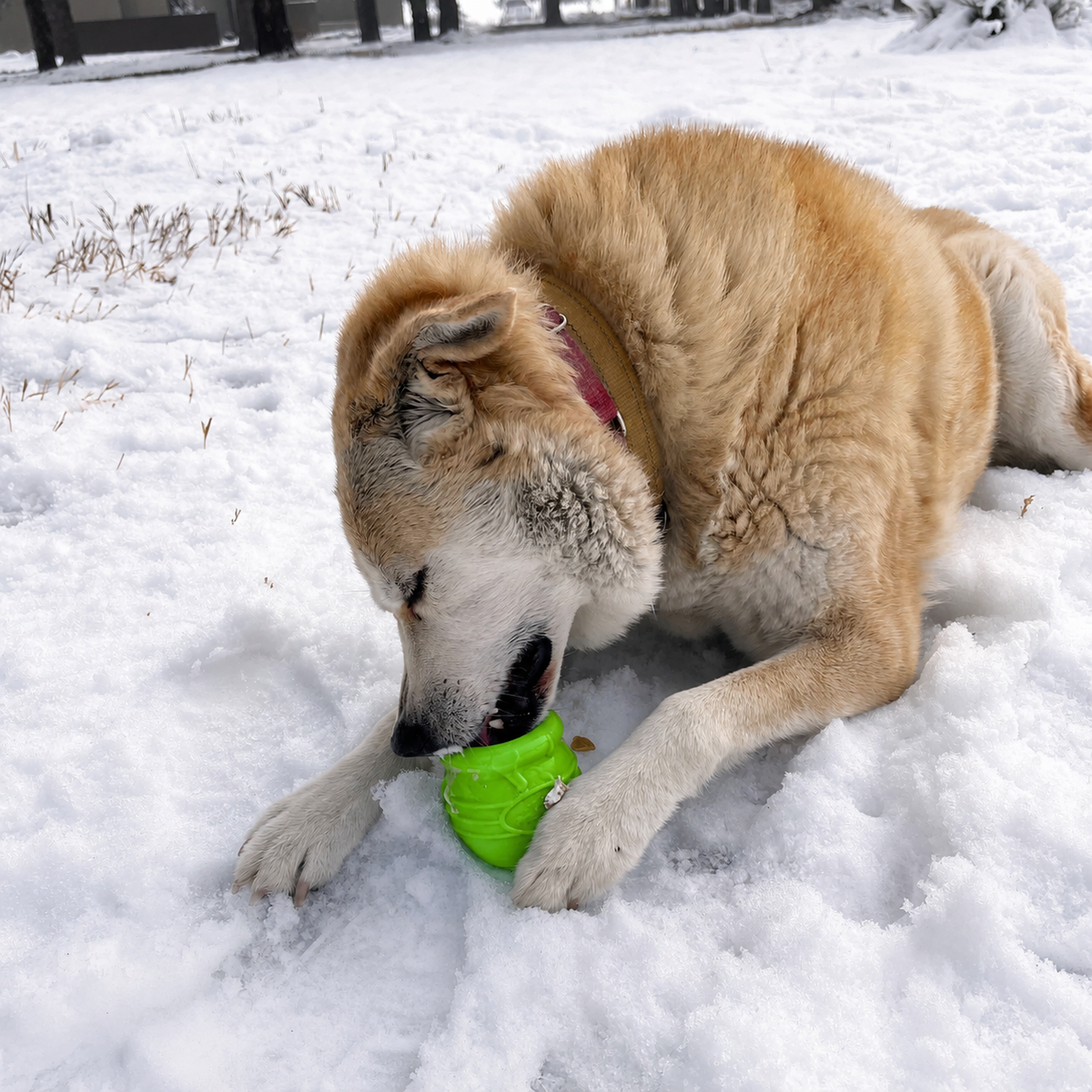 Honey Pot Dog eCup Treat Dispenser | Durable PUP-X Rubber Enrichment Toy | USA Made - Limited Edition Apple Green - SodaPup/True Dogs, LLC - Flyclothing LLC