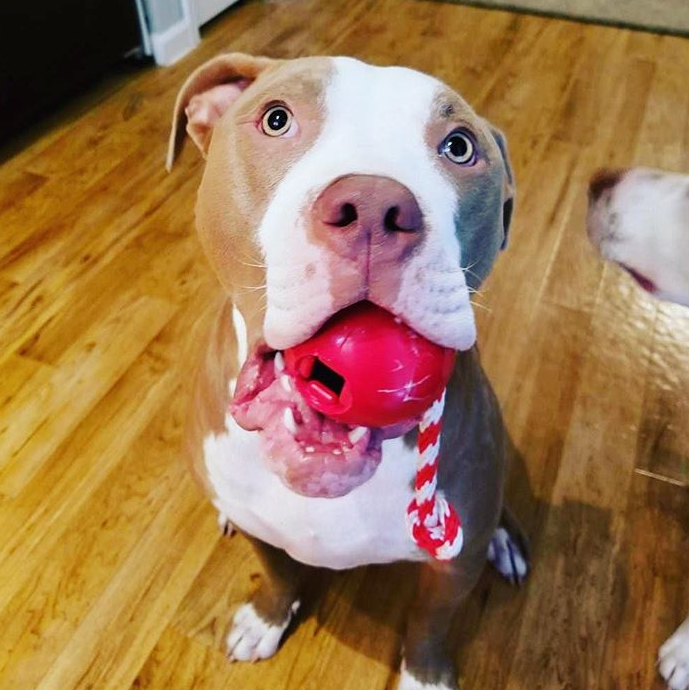 USA-K9 Cherry Bomb Rubber Dog Chew Toy | K9 Handler Reward Toy | USA Made - SodaPup/True Dogs, LLC - Flyclothing LLC