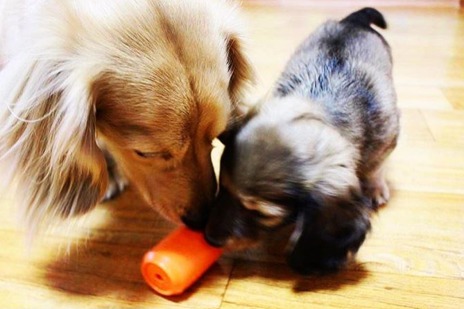 Can Toy Rubber Dog Chew Toy for Average Chewers | Treat Dispenser | USA Made - SodaPup/True Dogs, LLC - Flyclothing LLC