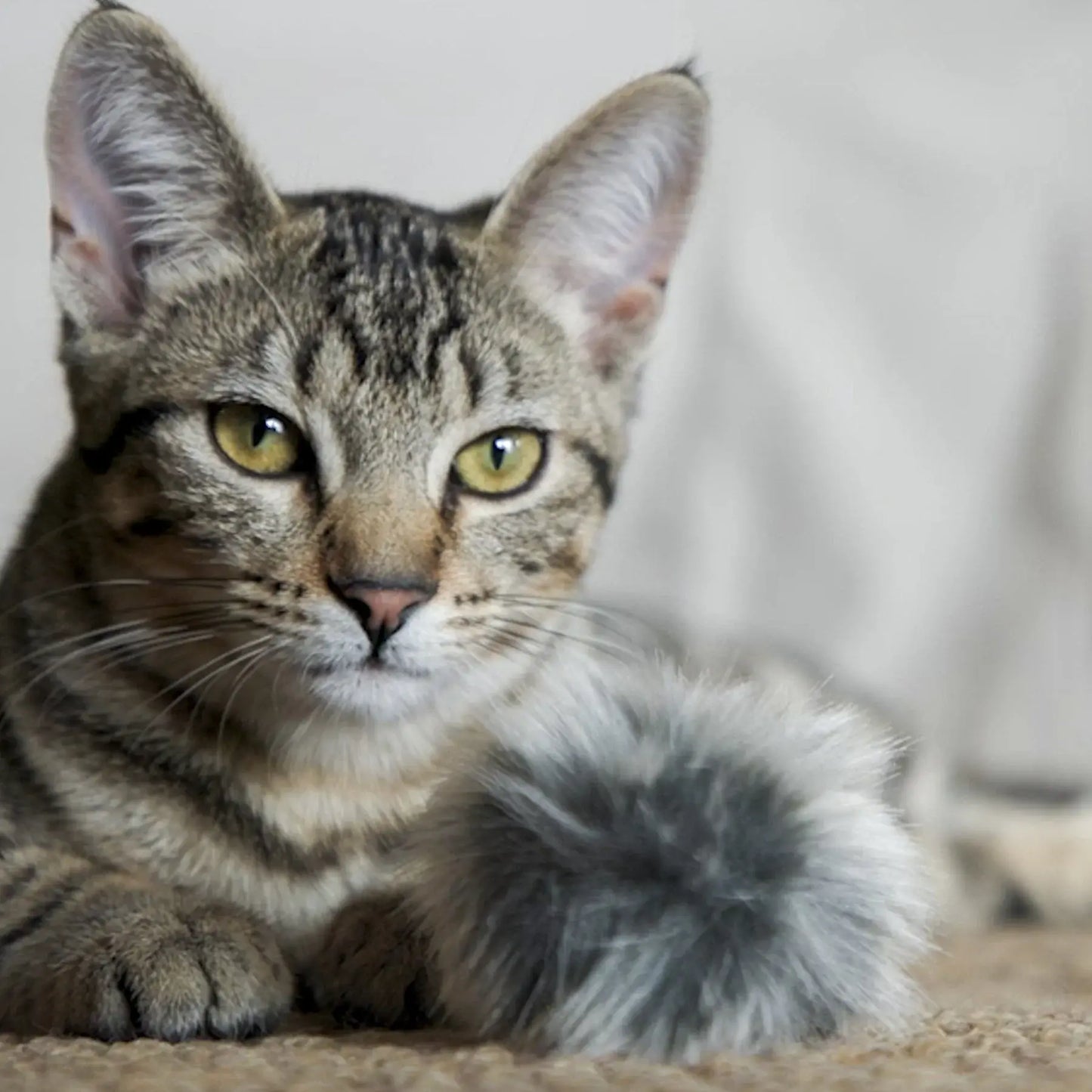 HuggleKats® Fur Ballies Cat Toys, 3 Pack - HuggleHounds - Flyclothing LLC