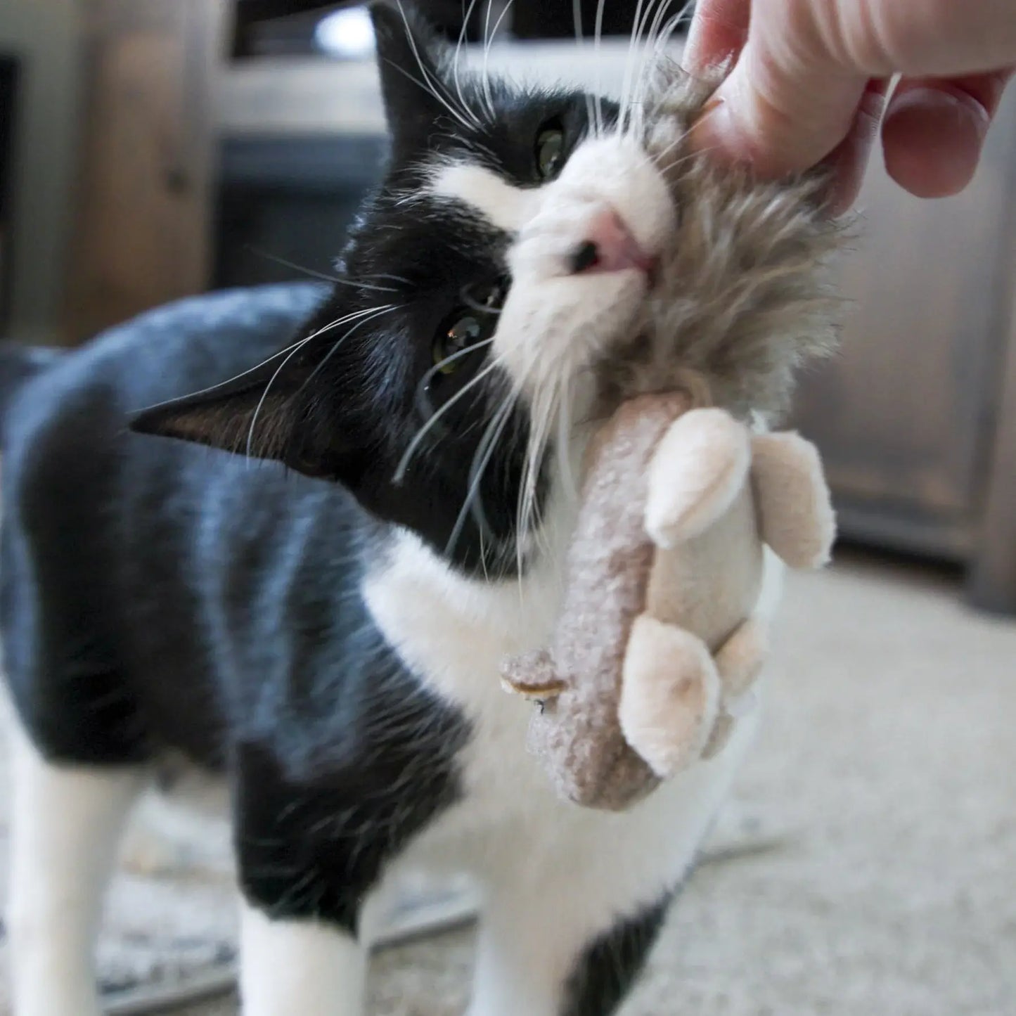 HuggleKats® Wee Fellar Squirrelie Cat Toy - HuggleHounds - Flyclothing LLC