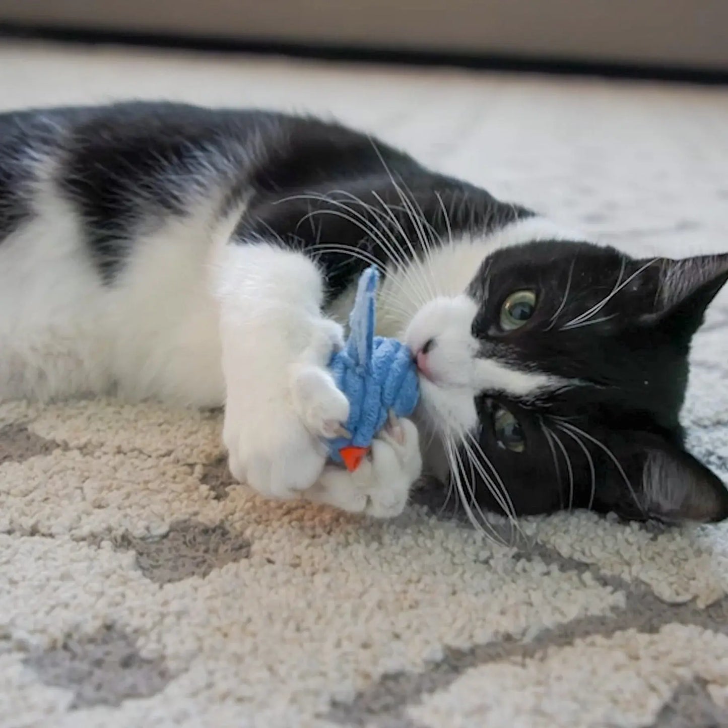 HuggleKats® Chickies Cat Toys, 3 Pack - HuggleHounds - Flyclothing LLC