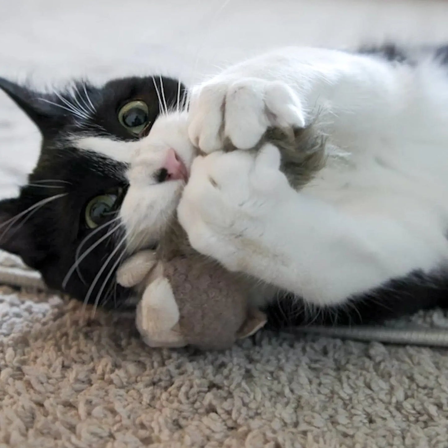HuggleKats® Wee Fellar Squirrelie Cat Toy - HuggleHounds - Flyclothing LLC