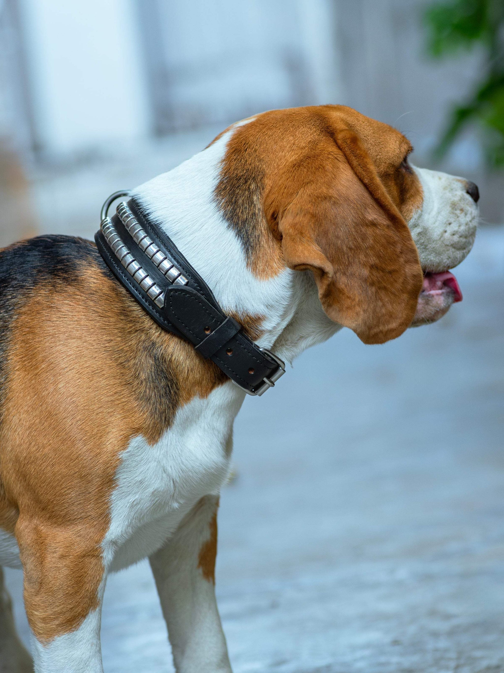 Leather Collar with Designer Studs - Classy Leather Bags - Flyclothing LLC