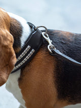 Leather Collar with Designer Studs - Classy Leather Bags - Flyclothing LLC