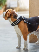 Leather Collar with Designer Studs - Classy Leather Bags - Flyclothing LLC