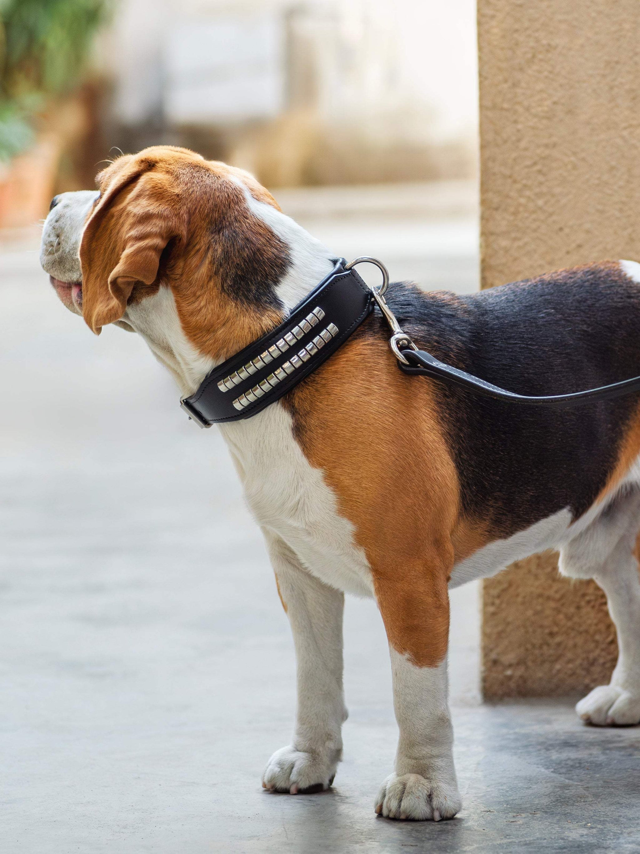 Leather Collar with Designer Studs - Classy Leather Bags - Flyclothing LLC