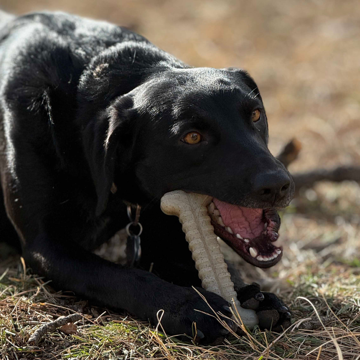 Tough Bone Nylon Chew Bone | Ultra-Durable Dog Toy for Aggressive Chewers | SodaPup - SodaPup/True Dogs, LLC - Flyclothing LLC