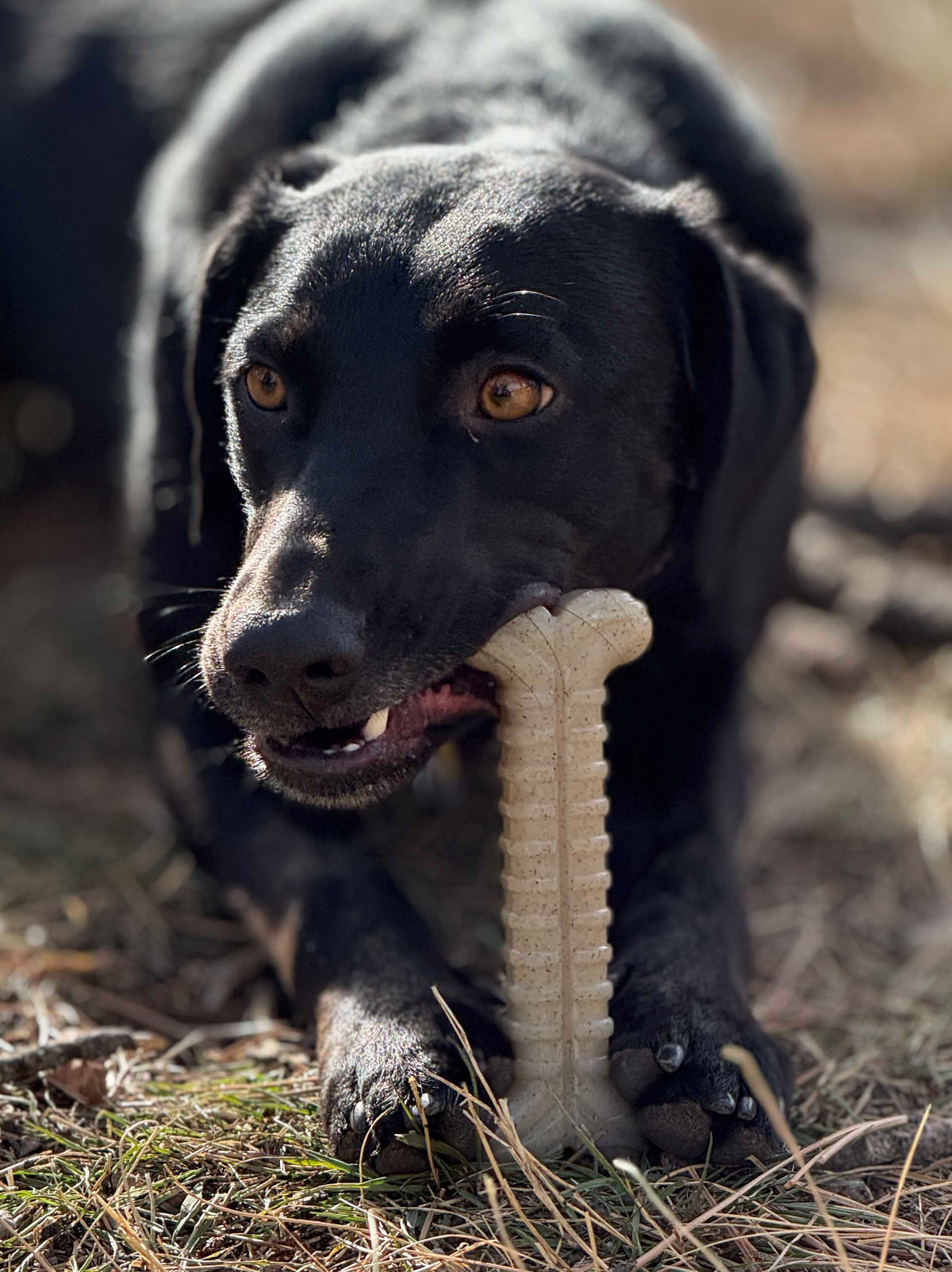 Tough Bone Nylon Chew Bone | Ultra-Durable Dog Toy for Aggressive Chewers | SodaPup - SodaPup/True Dogs, LLC - Flyclothing LLC