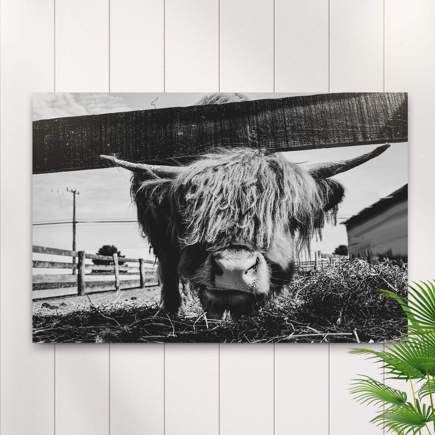 Curious Highland Cattle Monochrome Canvas Wall Art - Tailored Canvases - Flyclothing LLC