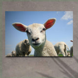 Curious Lamb Canvas Wall Art - Tailored Canvases - Flyclothing LLC