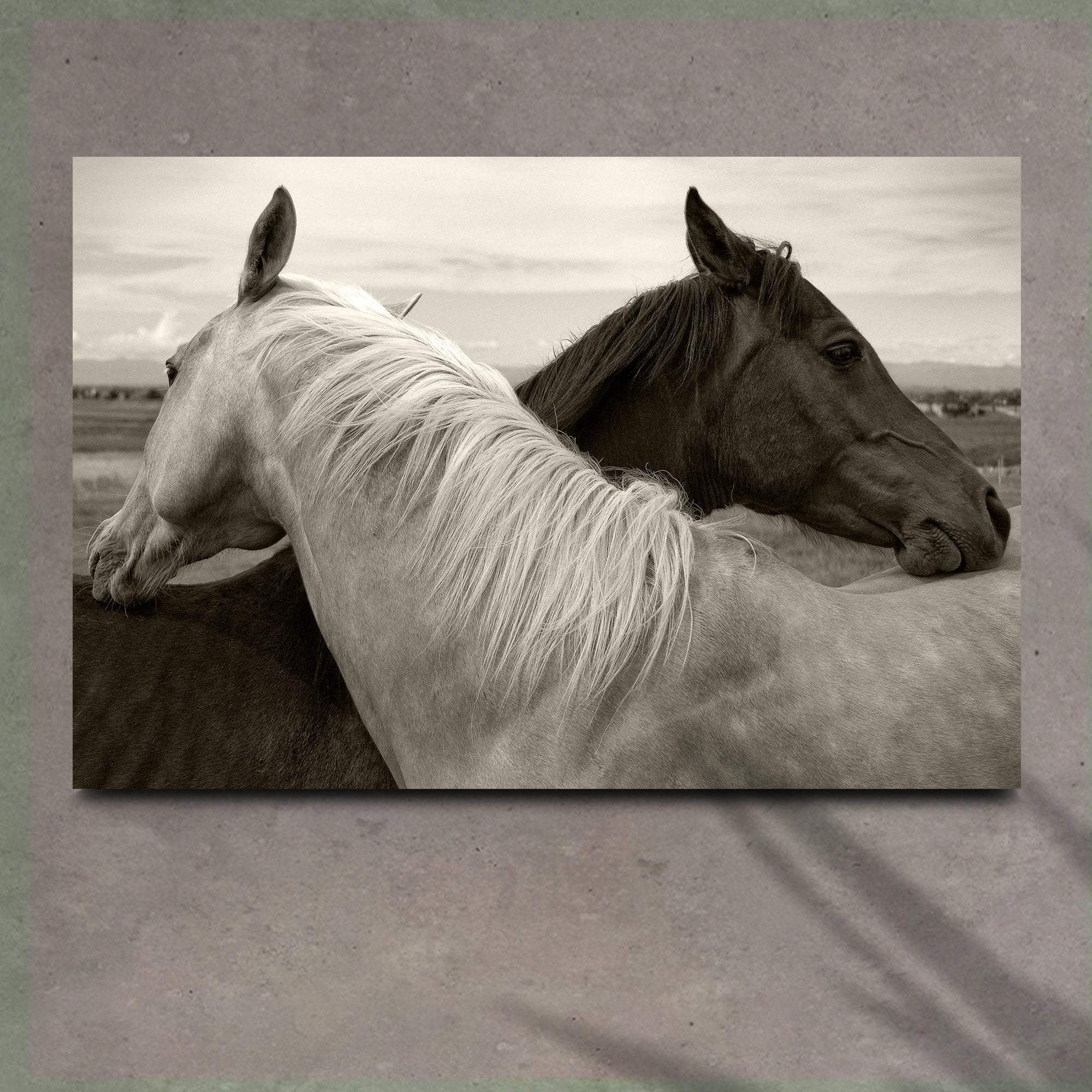 Monochrome Couple Horse Canvas Wall Art - Tailored Canvases - Flyclothing LLC