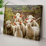 Curious Sheep Canvas Wall Art - Tailored Canvases - Flyclothing LLC