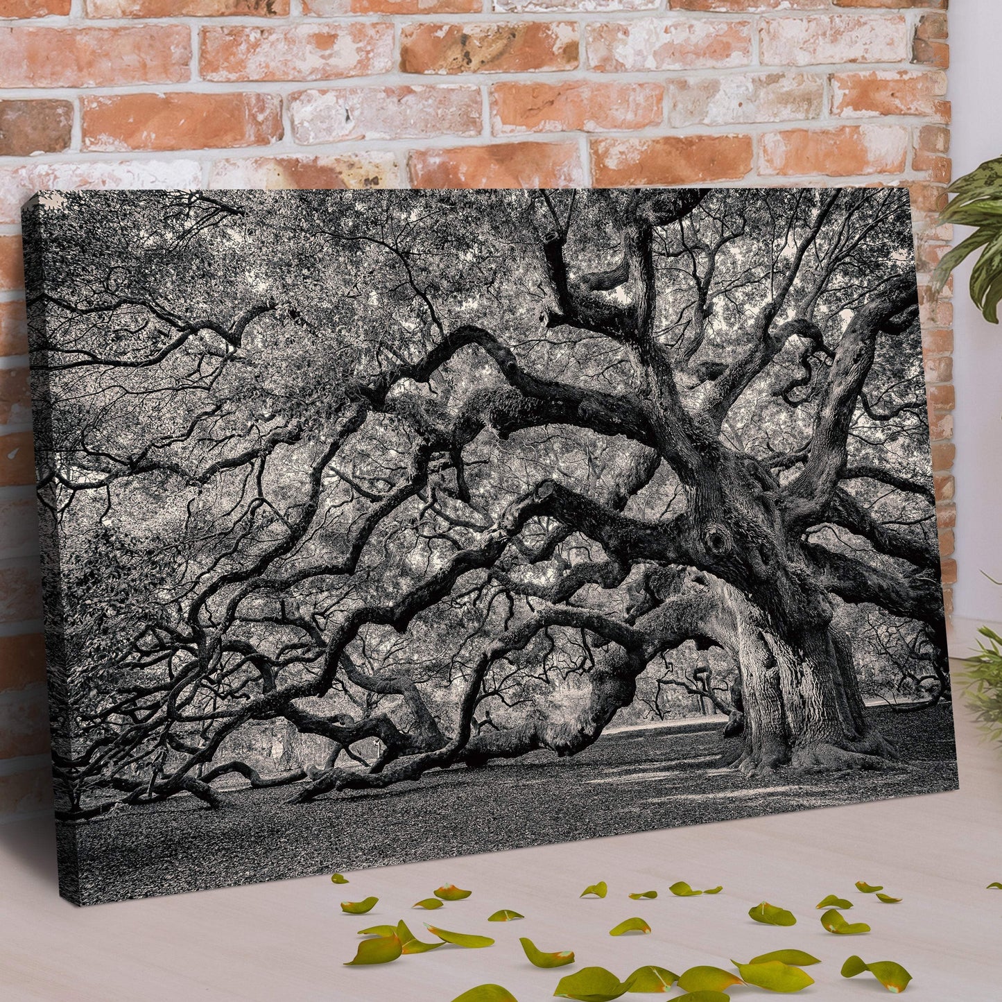 Monochrome Angel Oak Tree Canvas Wall Art - Tailored Canvases - Flyclothing LLC