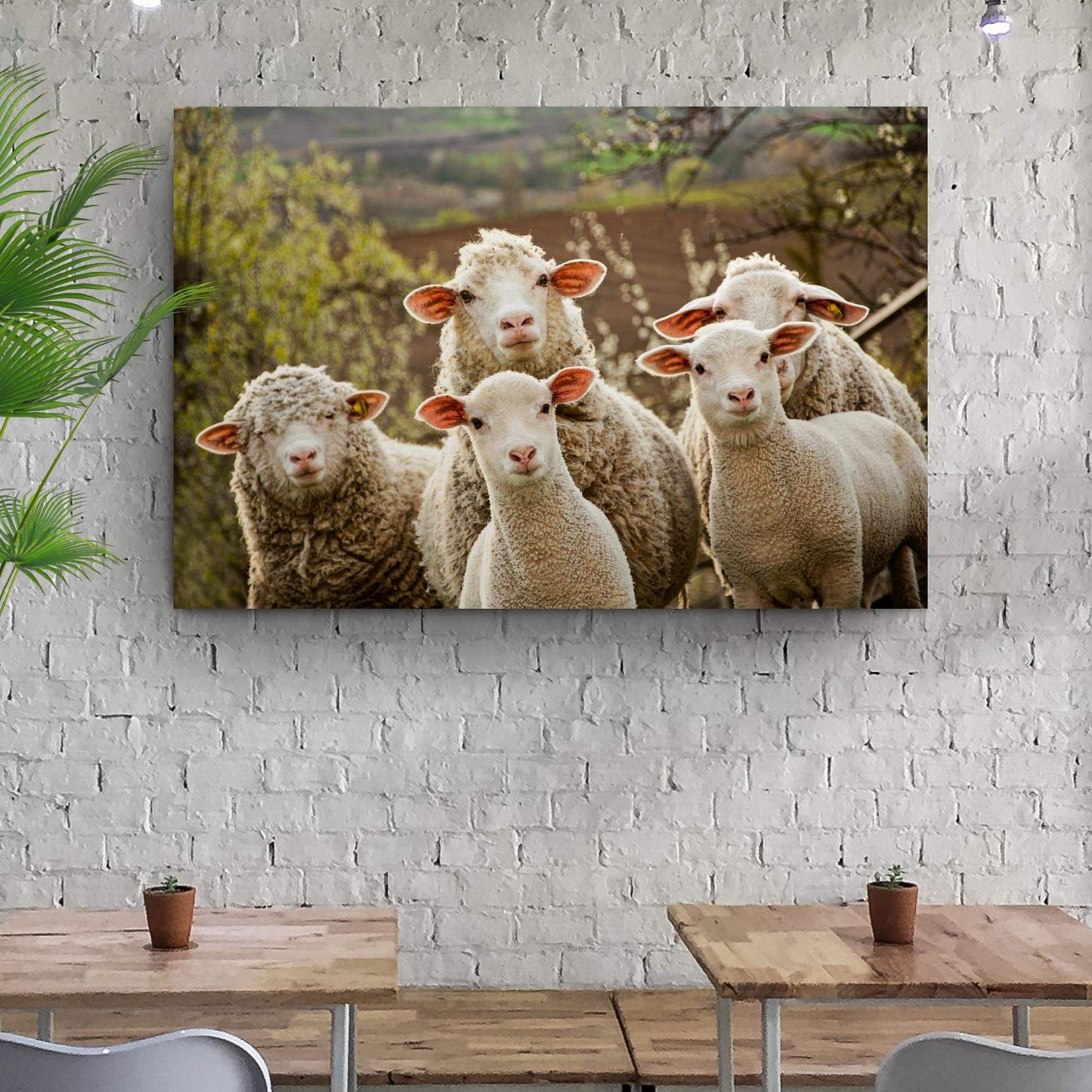 Curious Sheep Canvas Wall Art - Tailored Canvases - Flyclothing LLC