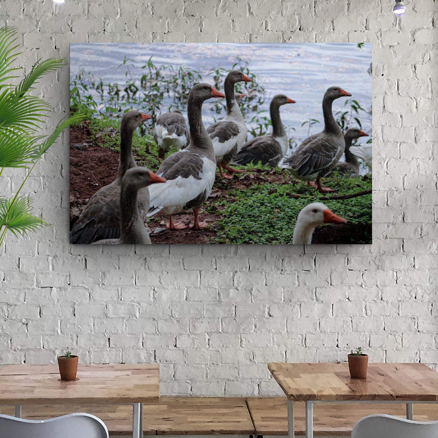 Flock Of Domestic Geese Canvas Wall Art - Tailored Canvases - Flyclothing LLC