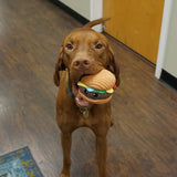 Big Buns Foodies Hamburger Ruff-Tex® Latex Ball Dog Toy - HuggleHounds - Flyclothing LLC