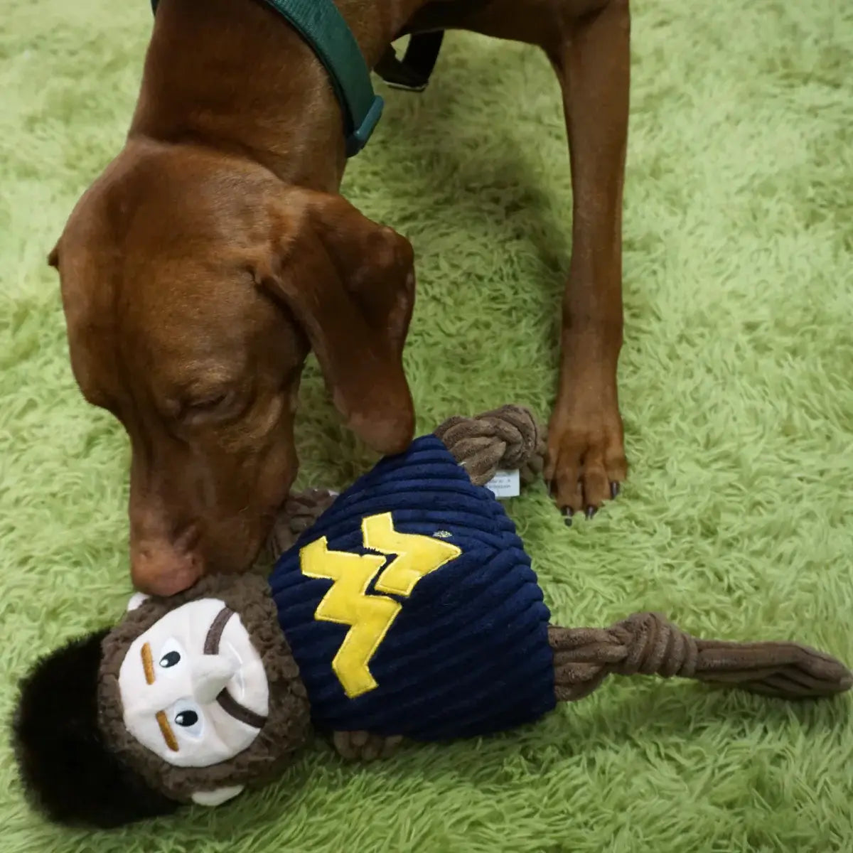 NCAA West Virginia University, Mountaineer Knottie® Plush Dog Toy - HuggleHounds - Flyclothing LLC