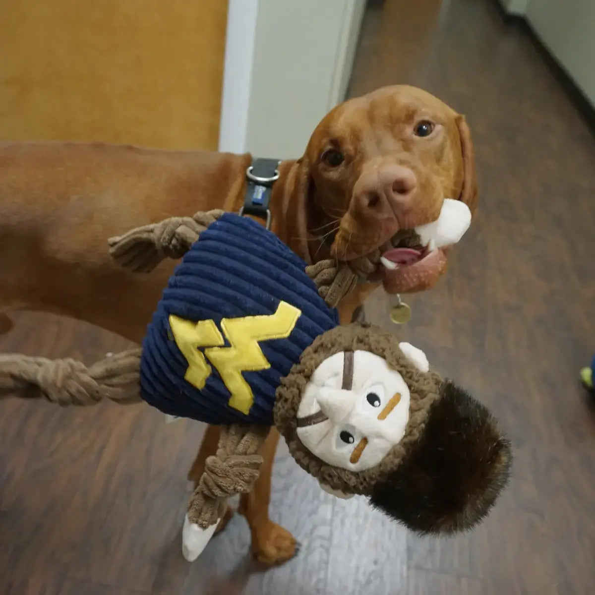 NCAA West Virginia University, Mountaineer Knottie® Plush Dog Toy - HuggleHounds - Flyclothing LLC