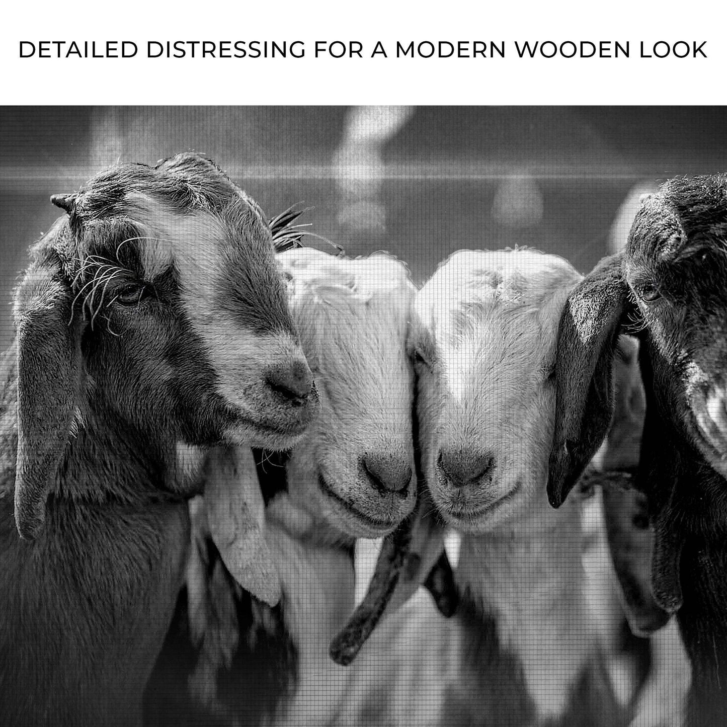 Black And White Baby Goats Canvas Wall Art - Tailored Canvases - Flyclothing LLC