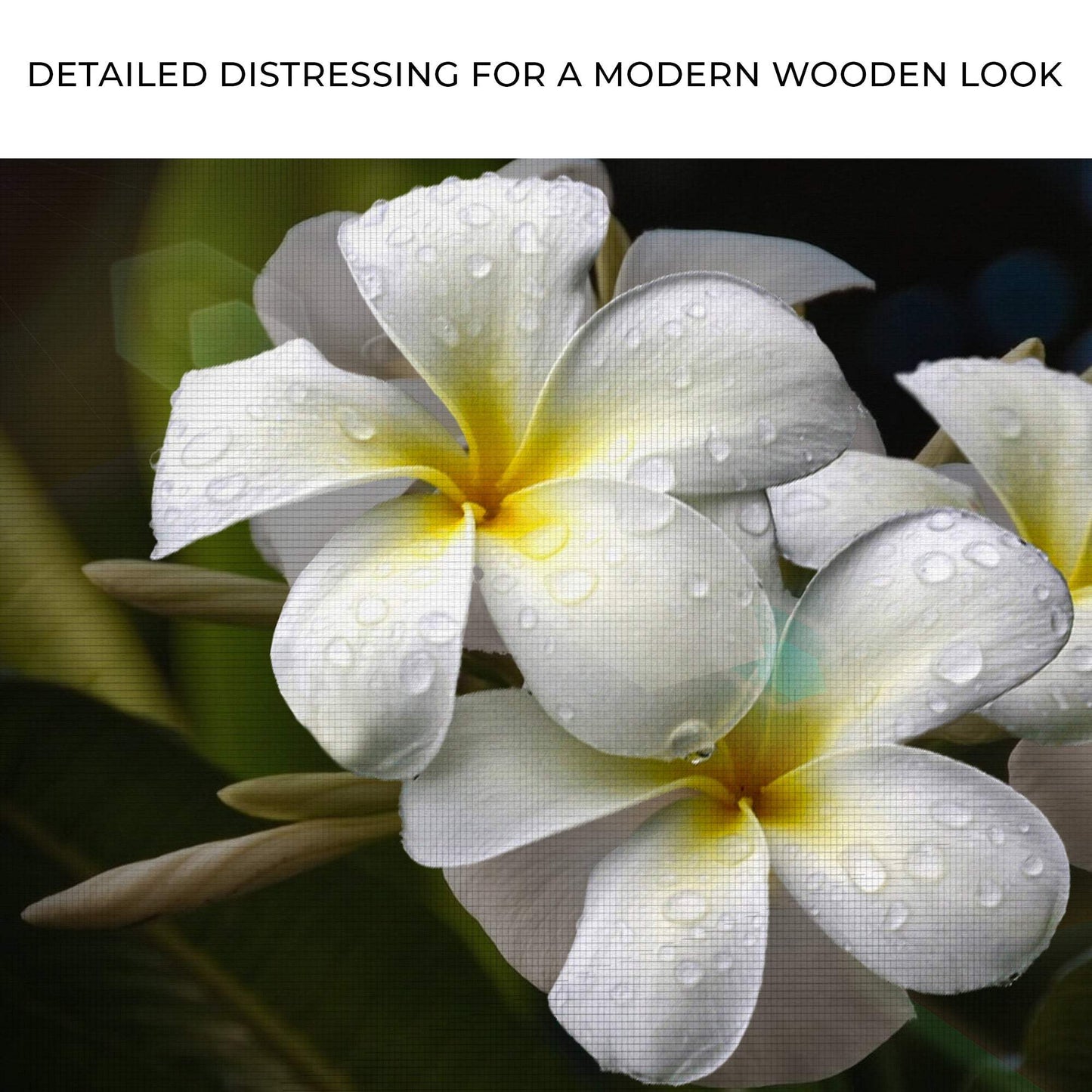White Frangipani Flower Canvas Wall Art - Tailored Canvases - Flyclothing LLC