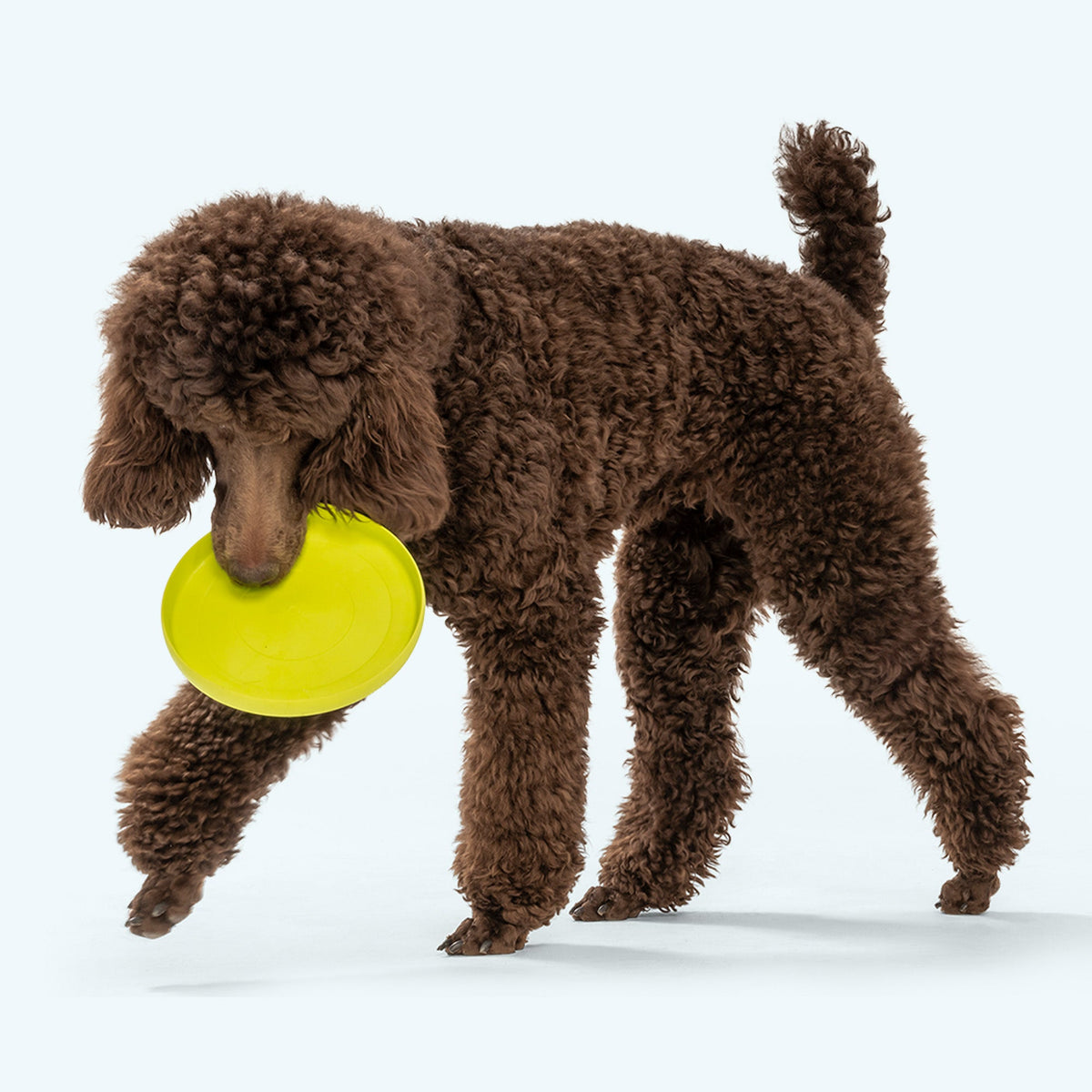 Zisc - West Paw - Flyclothing LLC