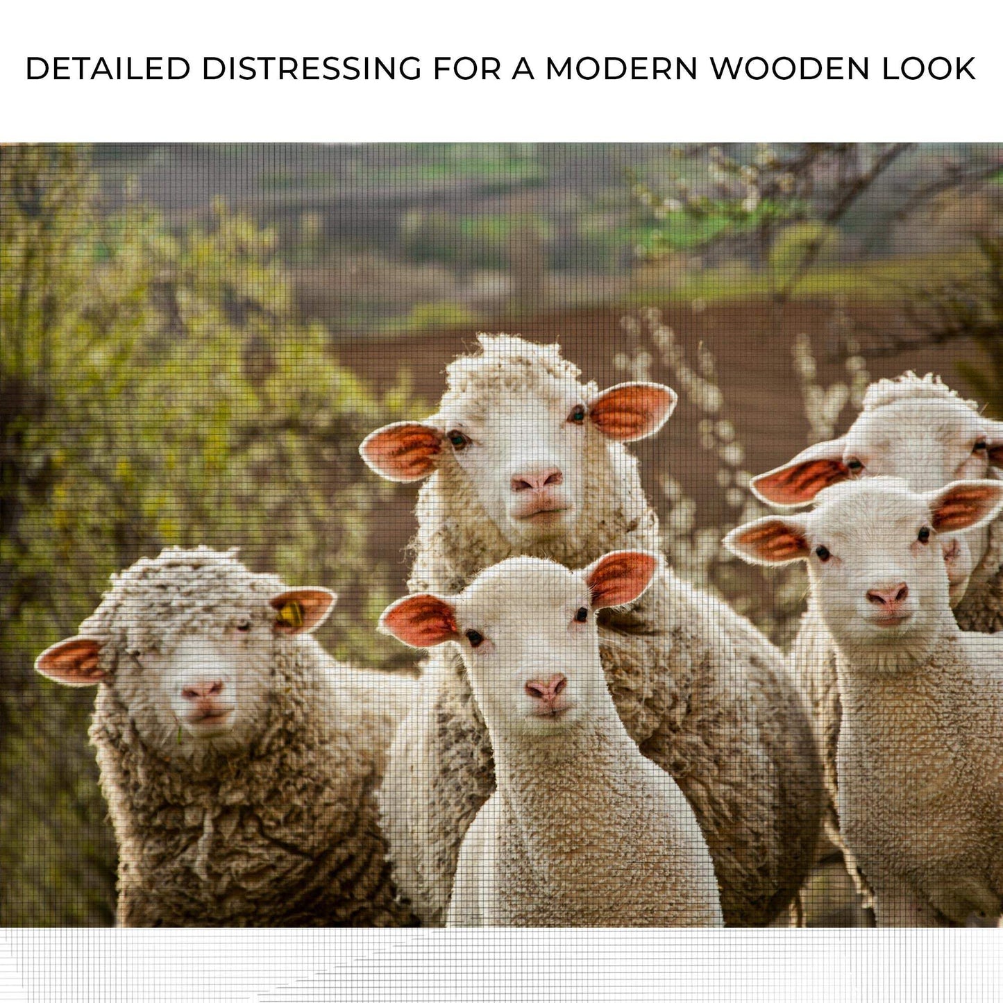 Curious Sheep Canvas Wall Art - Tailored Canvases - Flyclothing LLC