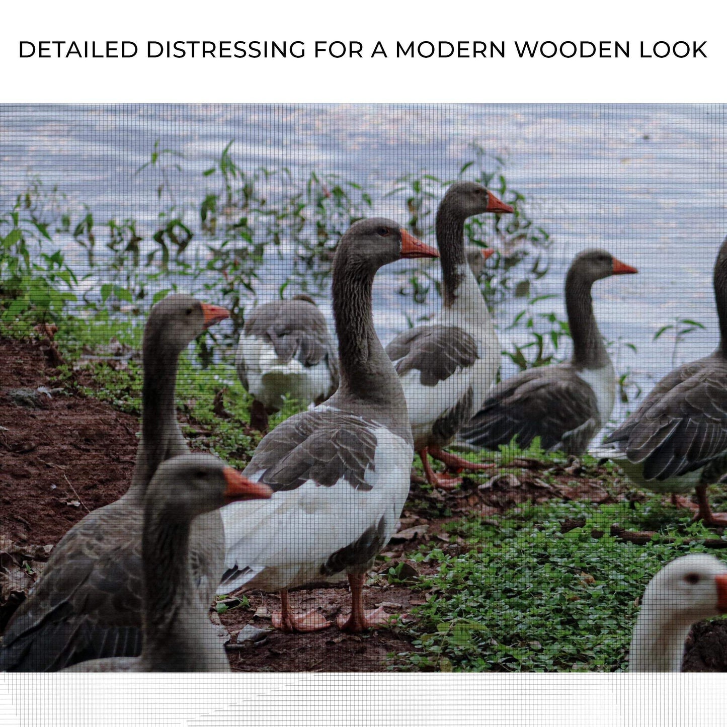 Flock Of Domestic Geese Canvas Wall Art - Tailored Canvases - Flyclothing LLC
