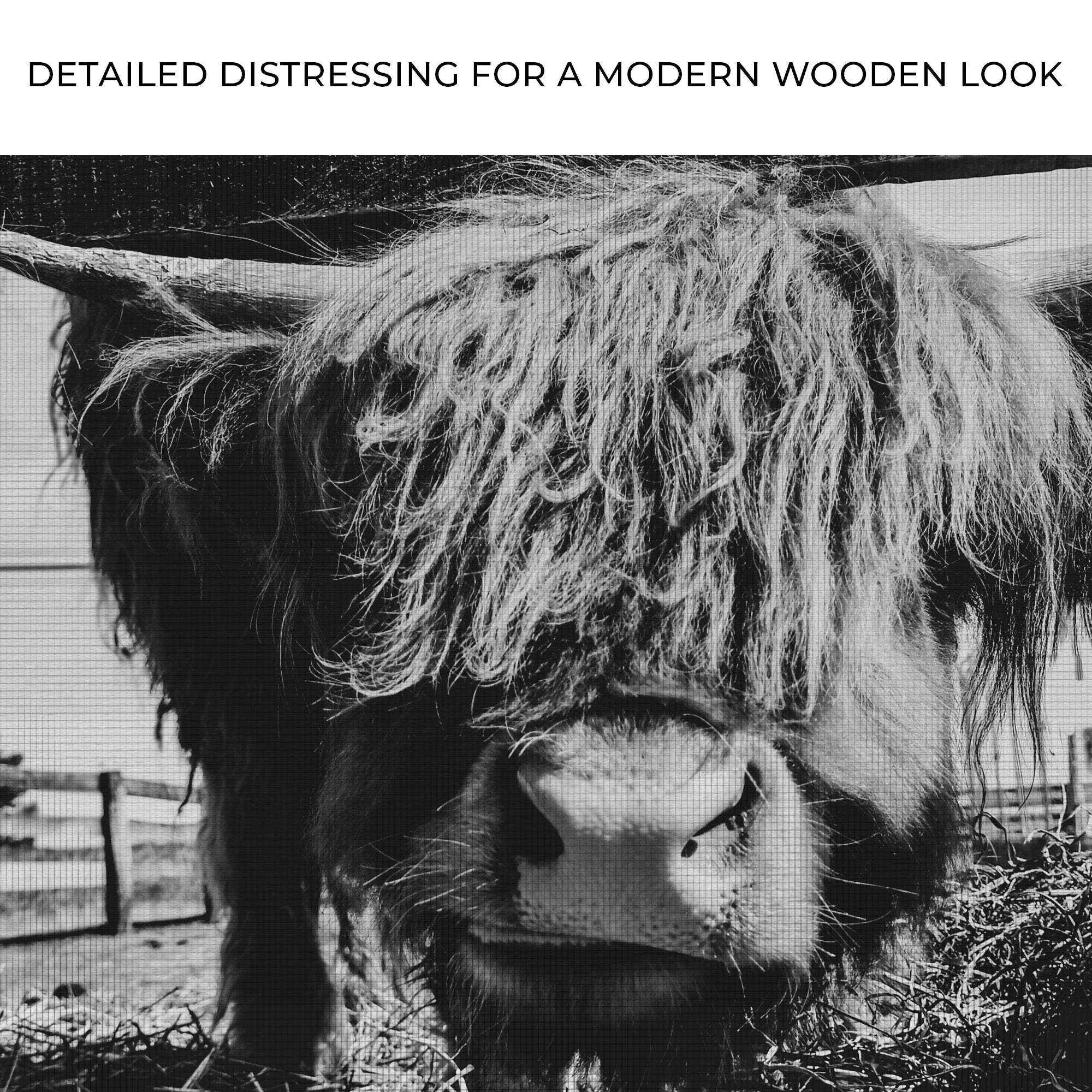 Curious Highland Cattle Monochrome Canvas Wall Art - Tailored Canvases - Flyclothing LLC