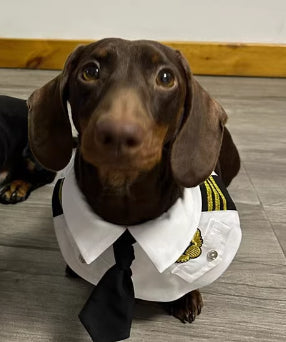 Dachshund Dog Funny Clothes Halloween Suit - My Store - Flyclothing LLC