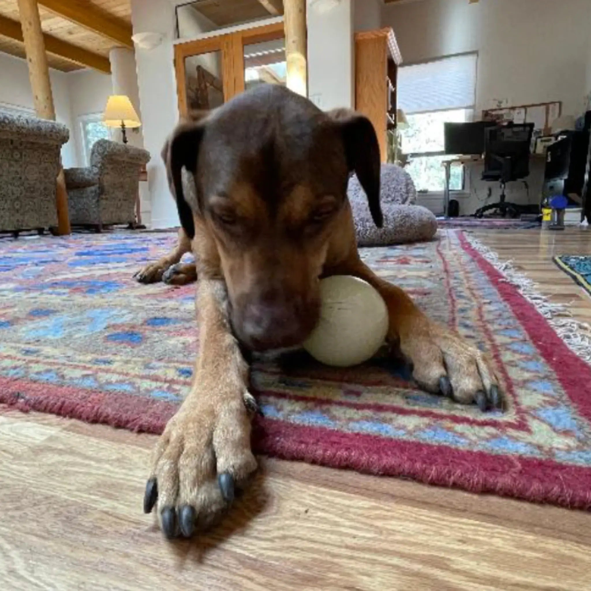 Dog Treat Dispensers - Farm To Pet - Flyclothing LLC