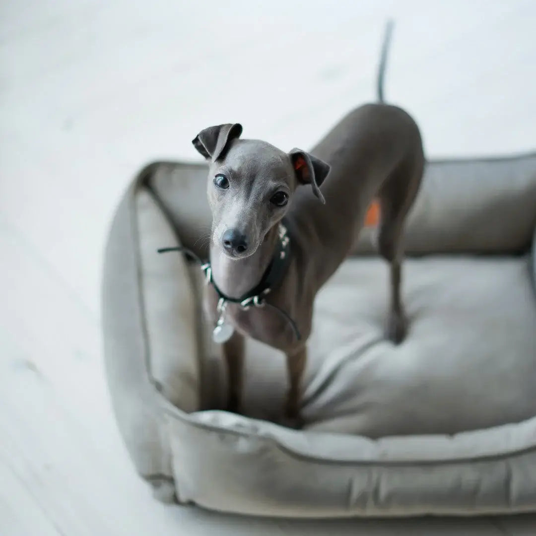 Chester & Lee | Classic Velvet Sleeper Dog Bed Gray - Chester & Lee - Flyclothing LLC