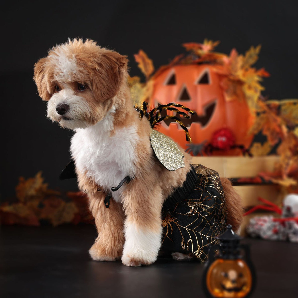 Pet Clothes Clothes Halloween Party Dog Suit - My Store - Flyclothing LLC
