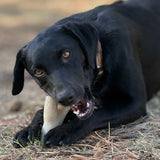 Ever Antler Nylon Chew Bone | Elk Antler Shaped Dog Toy for Aggressive Chewers | SodaPup - SodaPup/True Dogs, LLC - Flyclothing LLC